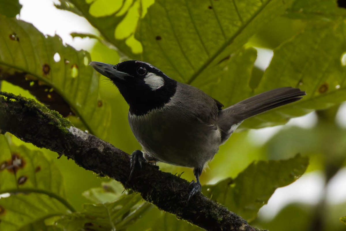 Black-throated Shrikebill - ML639198963