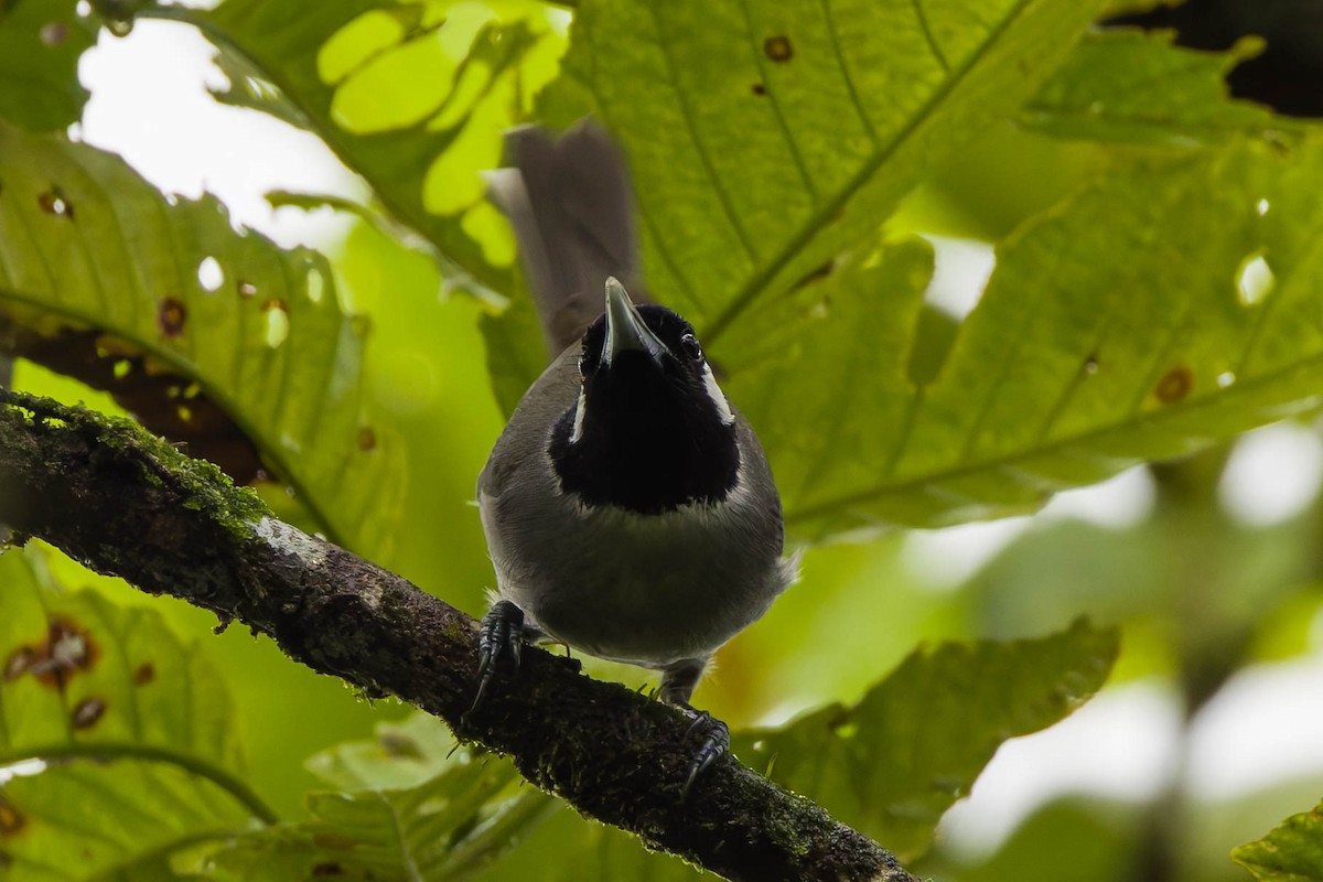 Black-throated Shrikebill - ML639198964