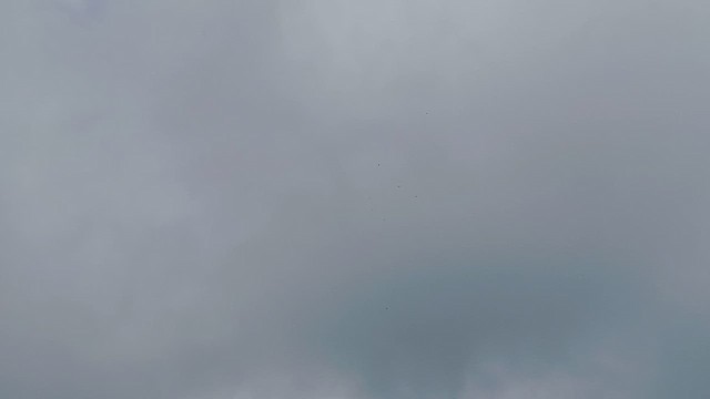 鳥類 - ML639198992