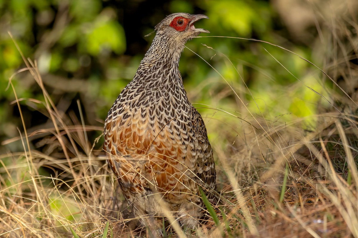 Cheer Pheasant - ML639199342