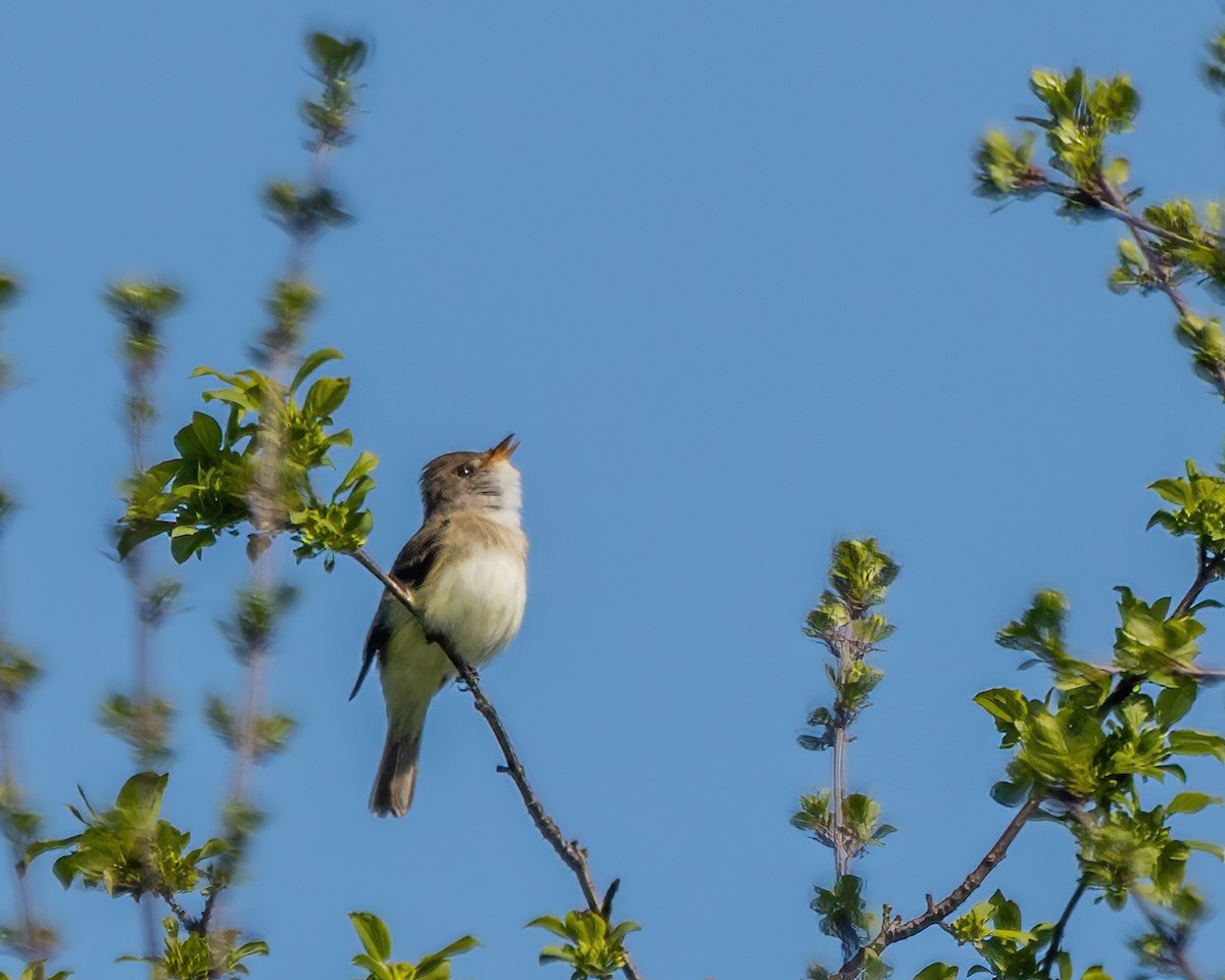 Willow Flycatcher - ML639199383