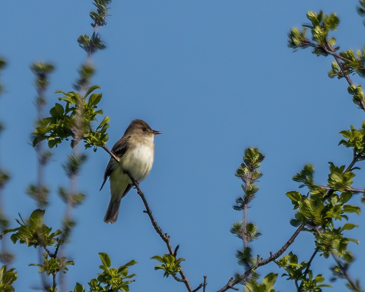 Willow Flycatcher - ML639199384