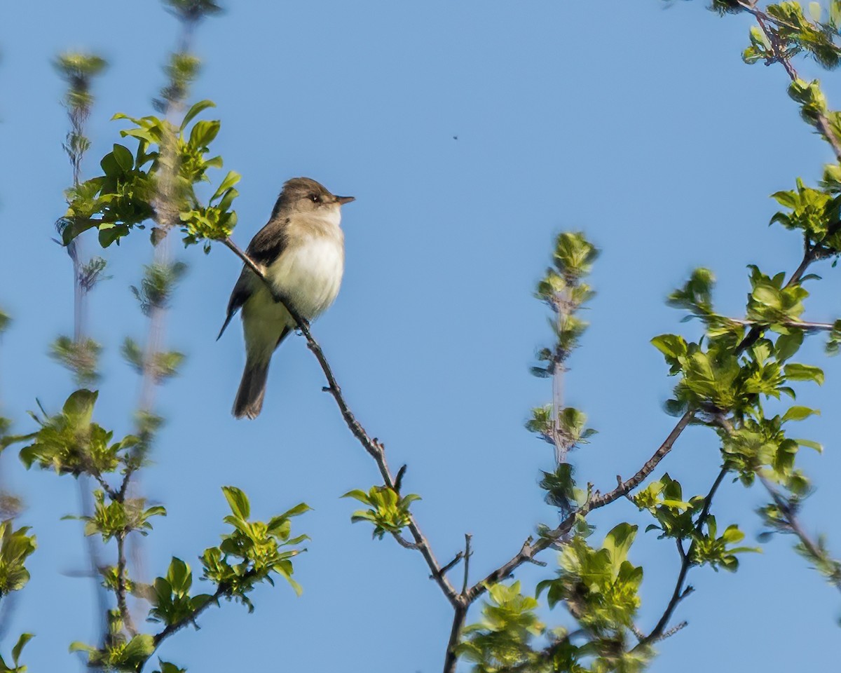 Willow Flycatcher - ML639199385