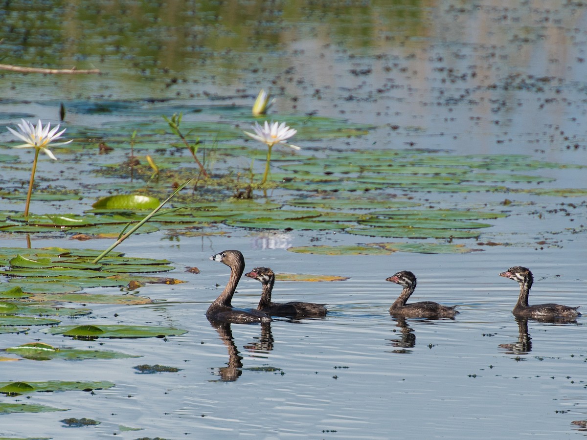 Breeding adult and juvenile