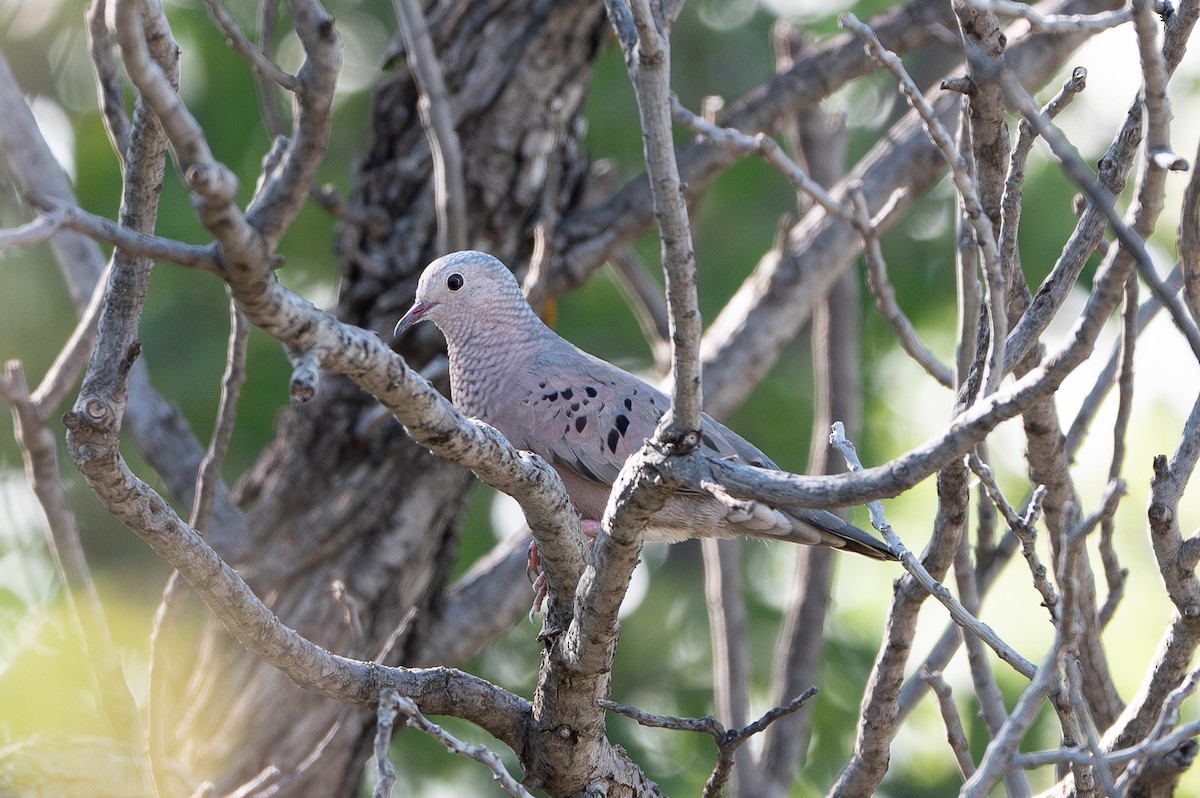 Common Ground Dove - ML639199415
