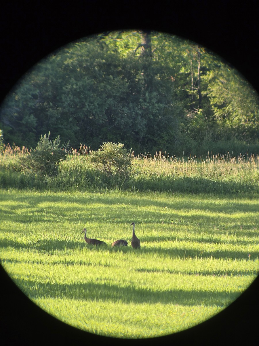 Sandhill Crane - ML639199505