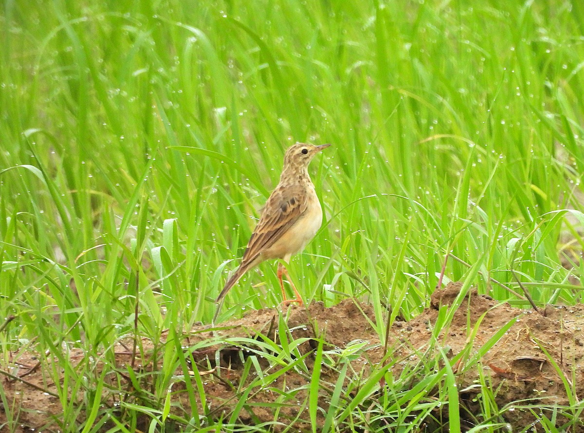 Paddyfield Pipit - ML639199506