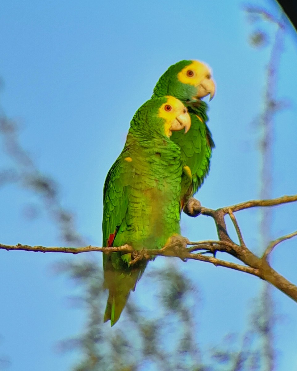 Yellow-shouldered Amazon - ML639199568