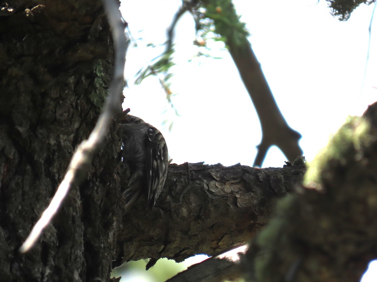 Brown Creeper - ML639199612