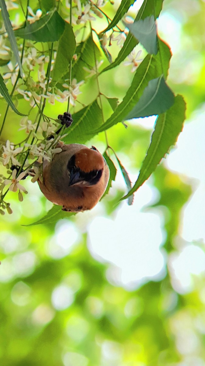 Burnished-buff Tanager - ML639199628