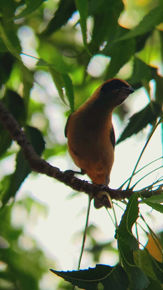 Burnished-buff Tanager - ML639199629
