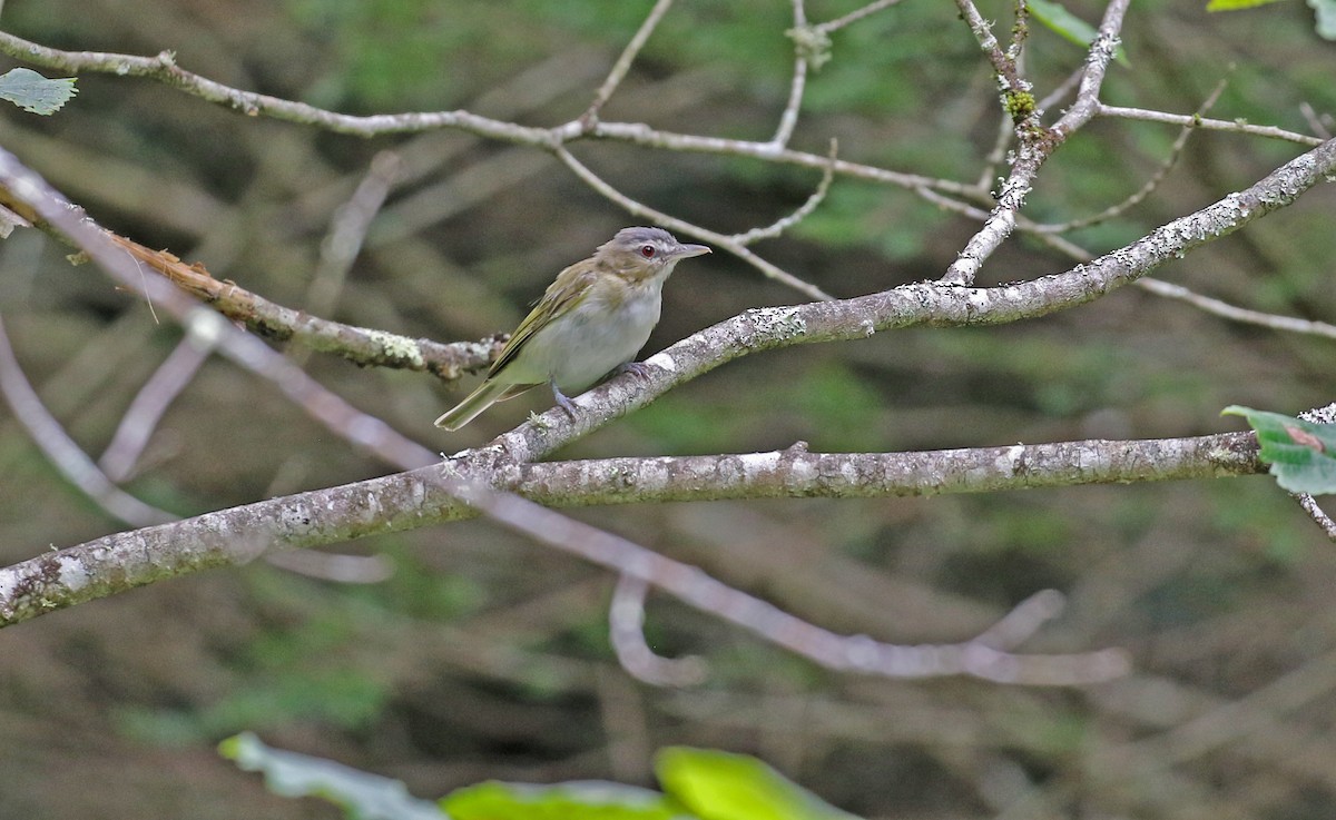 Red-eyed Vireo - ML639199650
