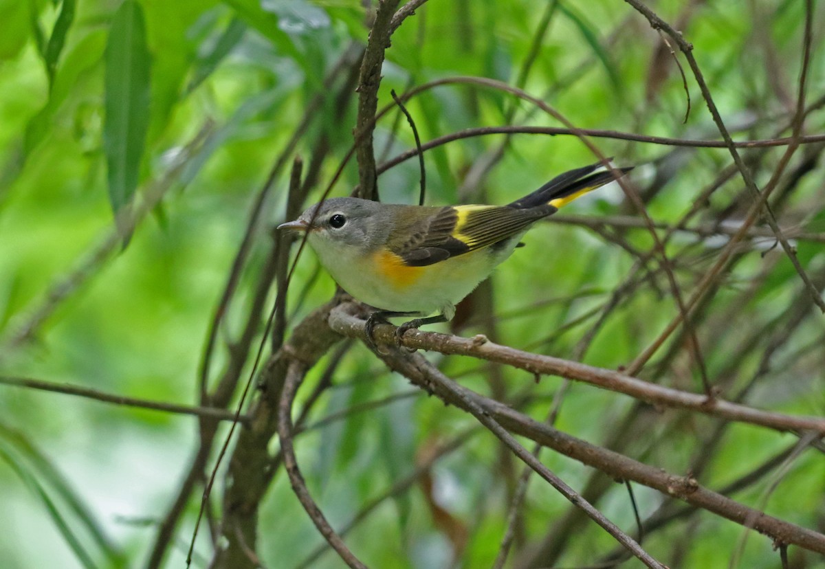 American Redstart - ML639199654