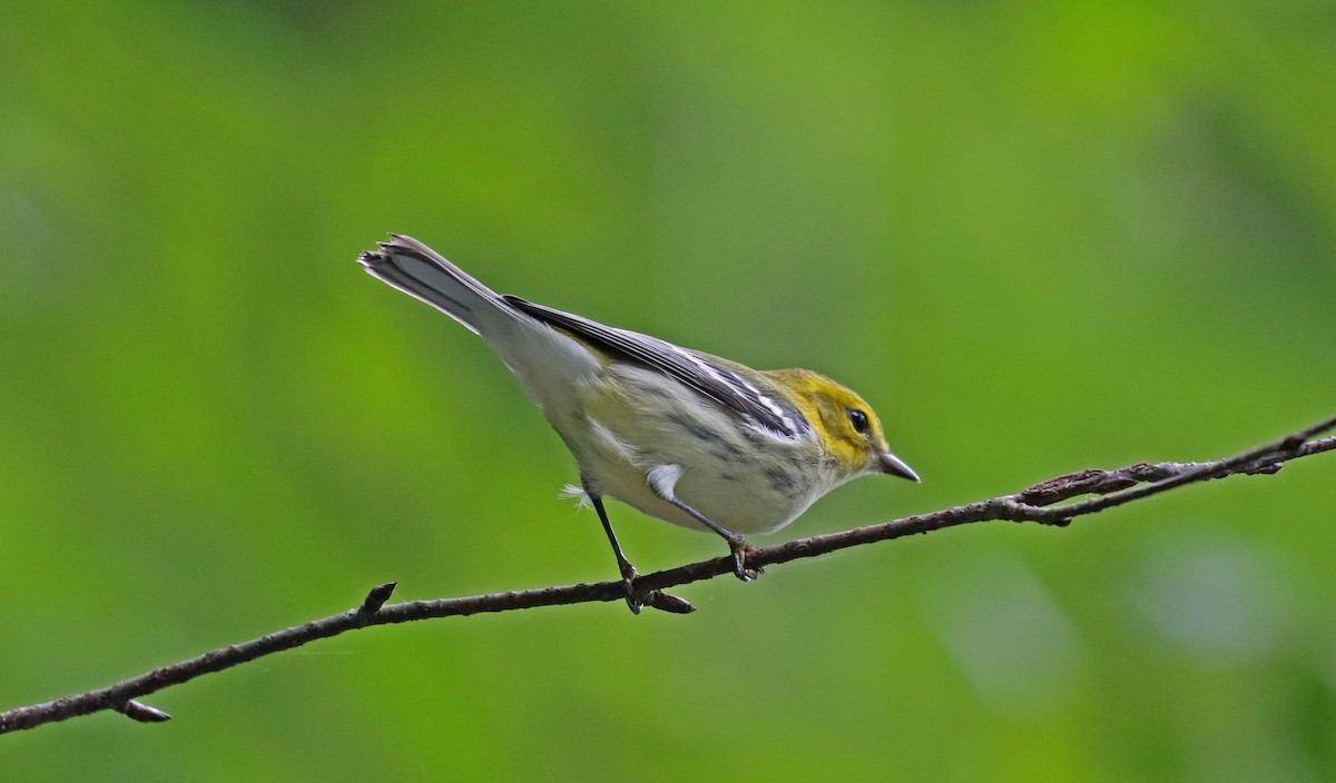 Black-throated Green Warbler - ML639199662