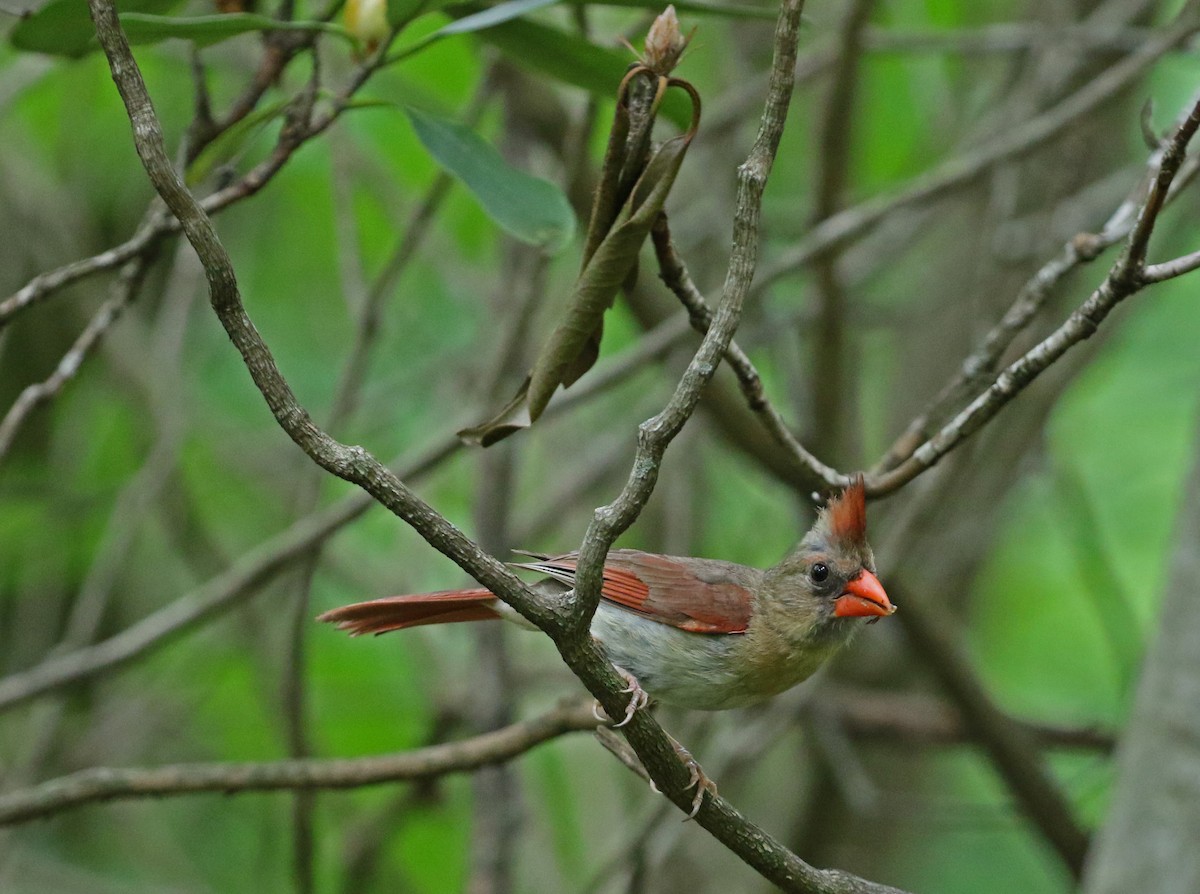 Northern Cardinal - ML639199666