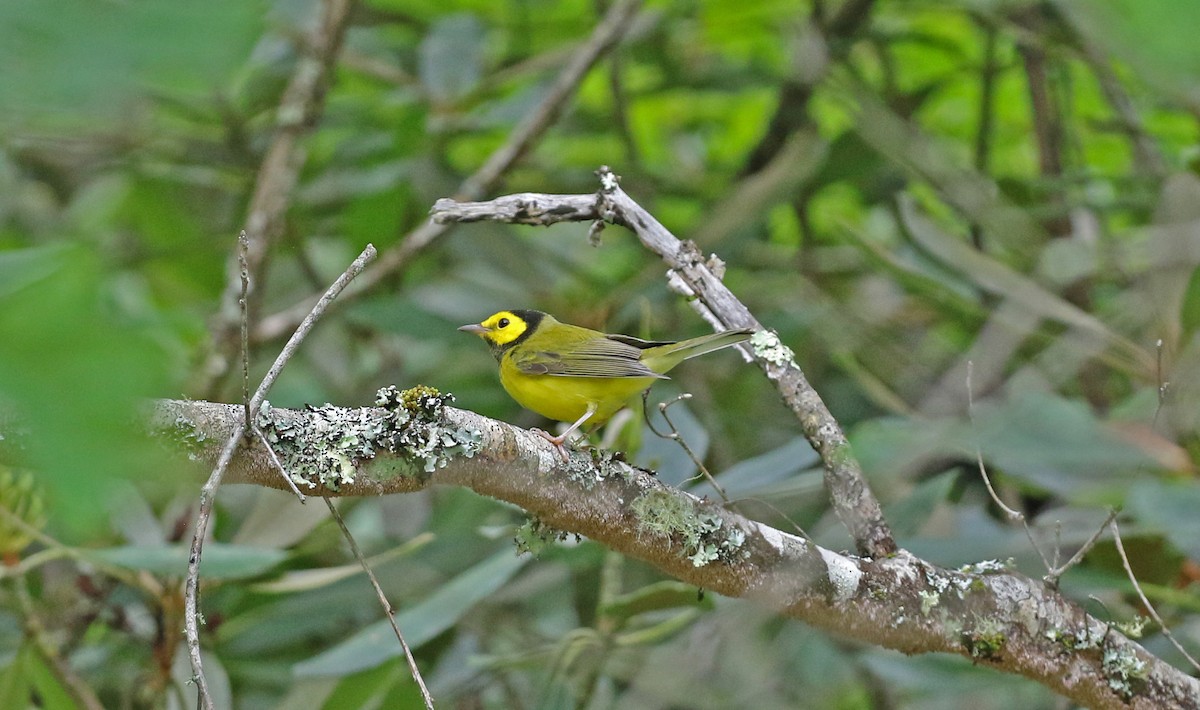 Hooded Warbler - ML639199674