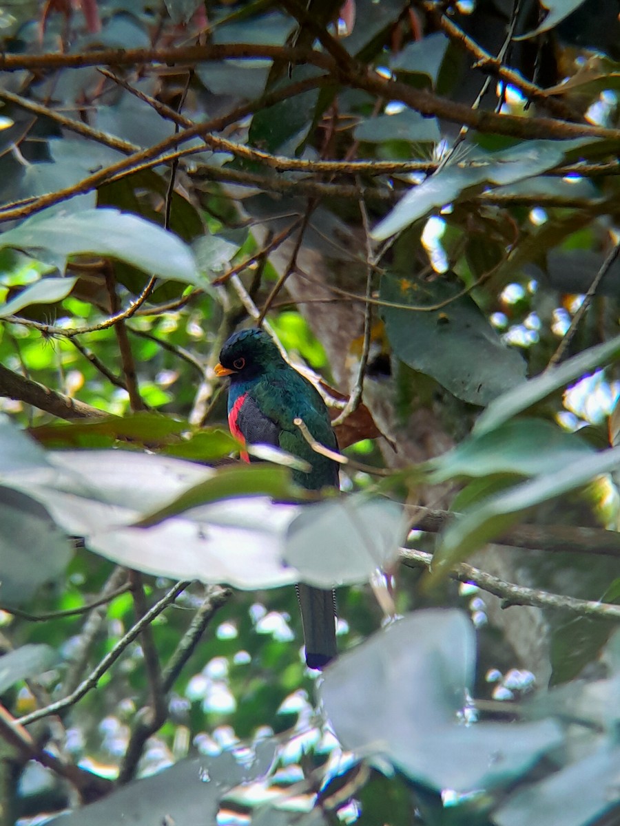 Masked Trogon - ML639199721