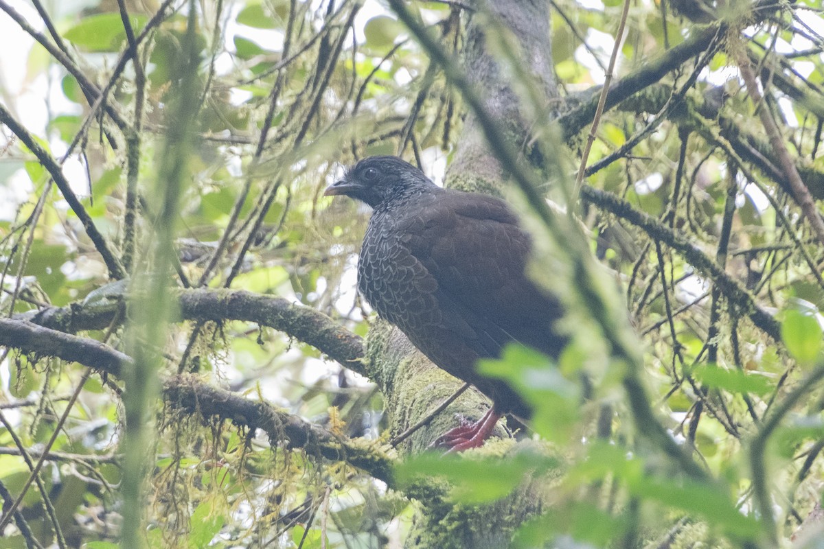 Andean Guan - ML639199740