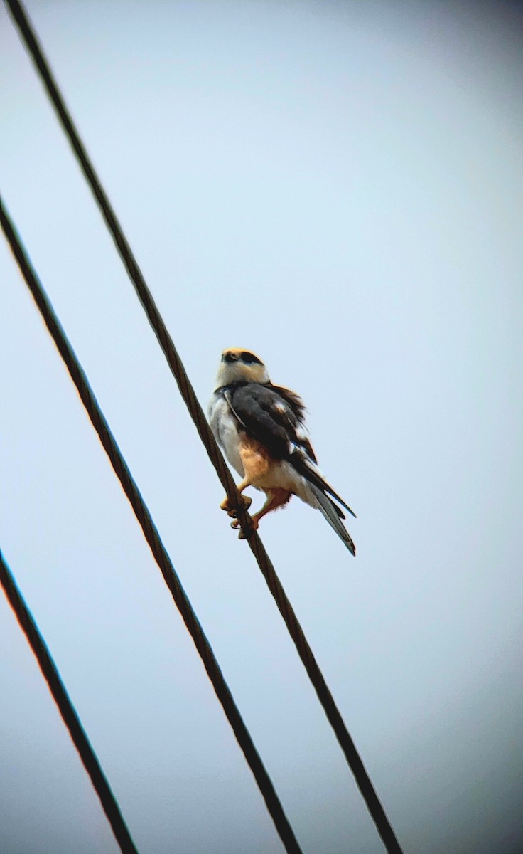 Pearl Kite - ML639199765