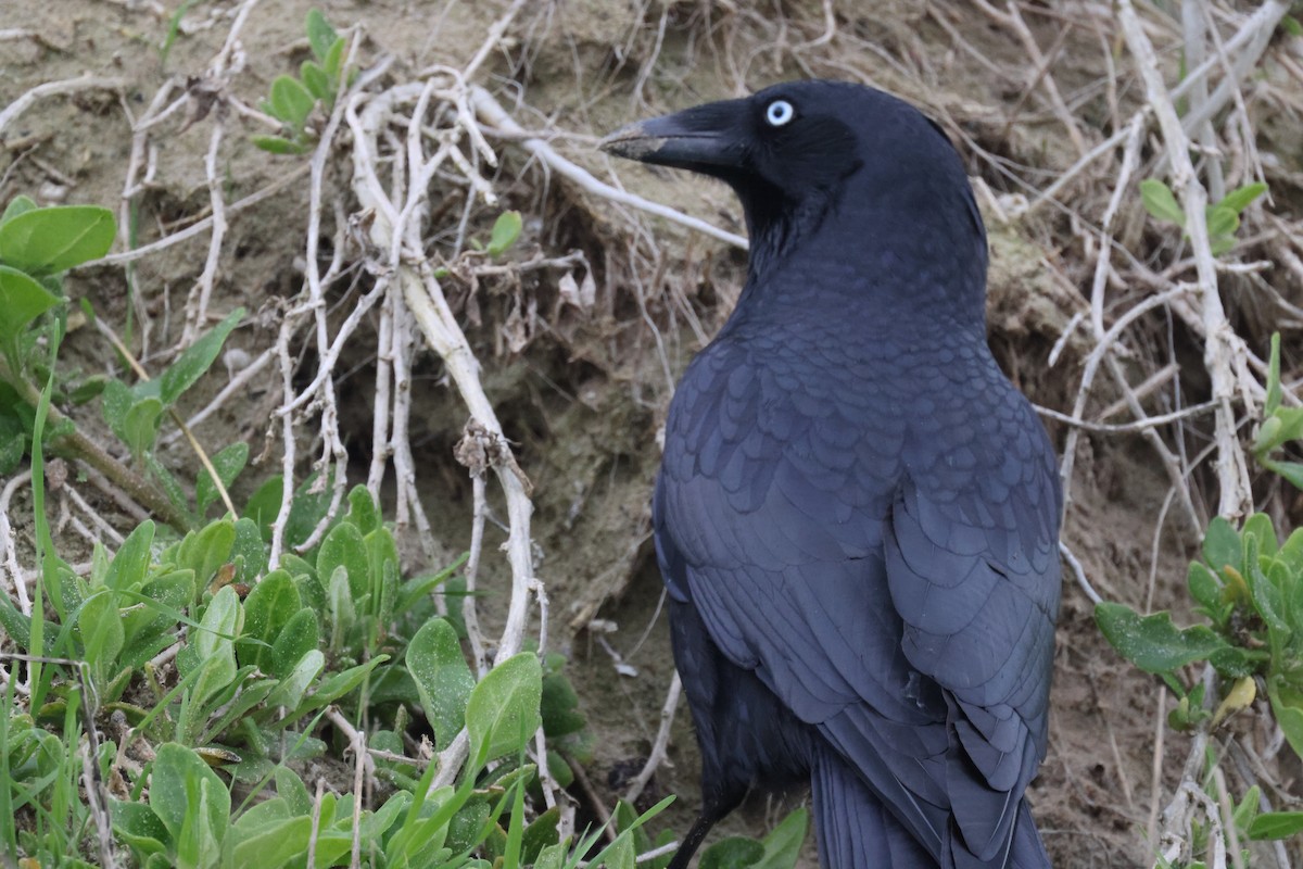 Forest Raven - ML639199768