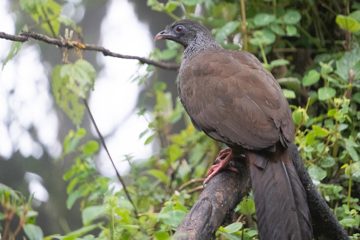 Andean Guan - ML639199773