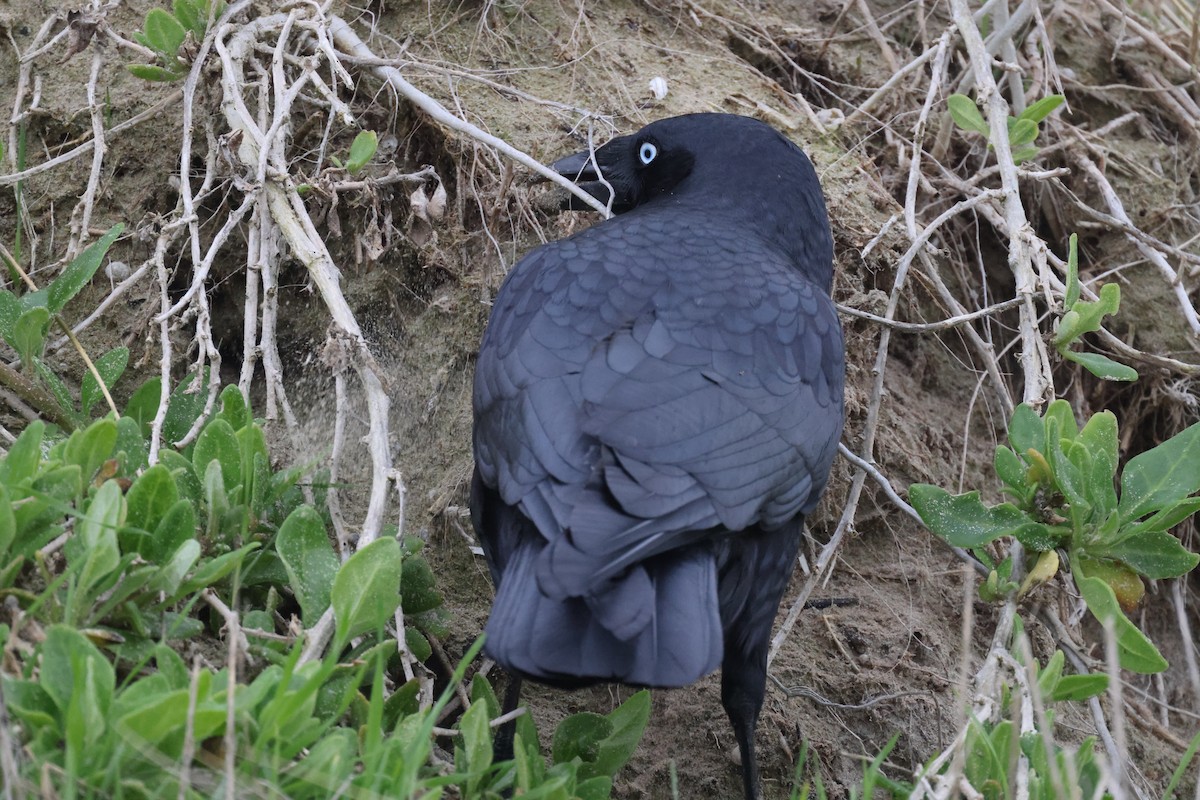 Forest Raven - ML639199782