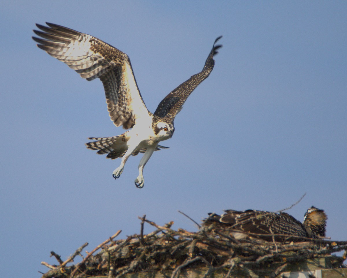 Osprey - ML639199811