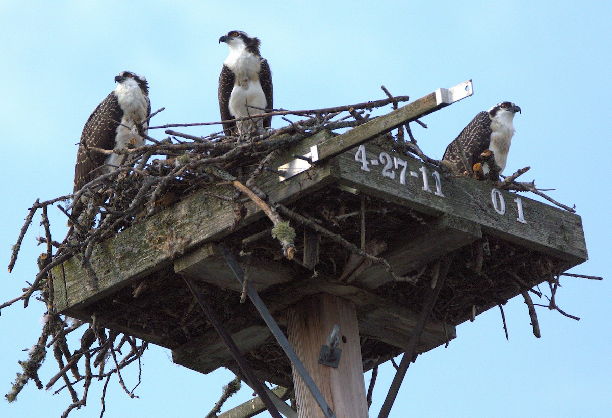 Osprey - ML639199812