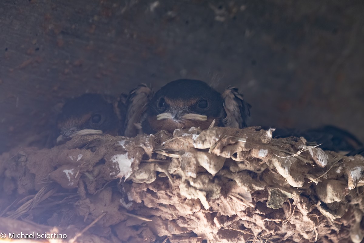 Асрын хараацай - ML639199845