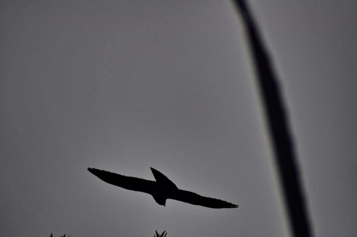 Mississippi Kite - ML639199856