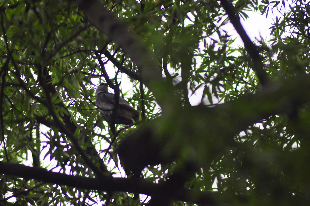 Mississippi Kite - ML639199857