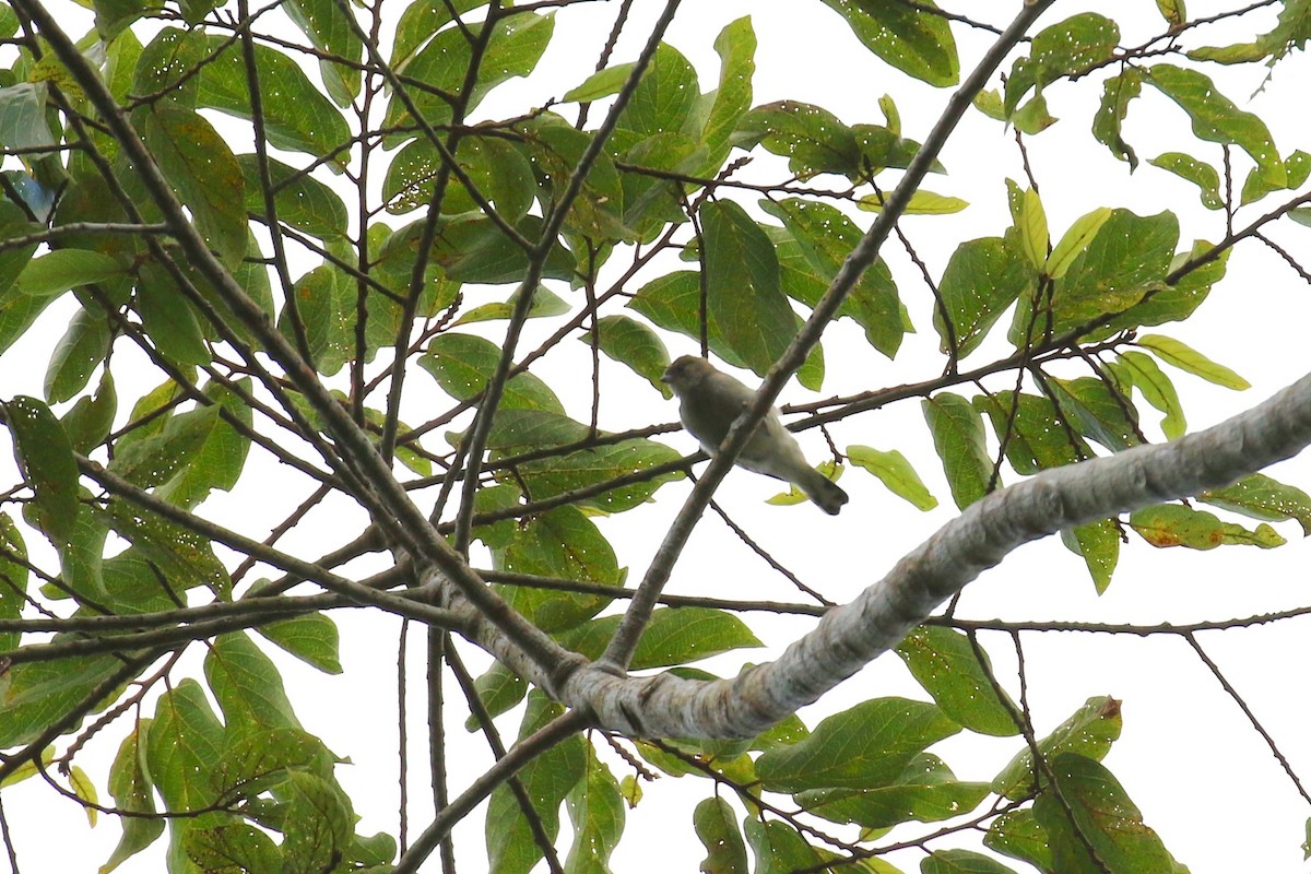 Pallid Honeyguide - ML639199950