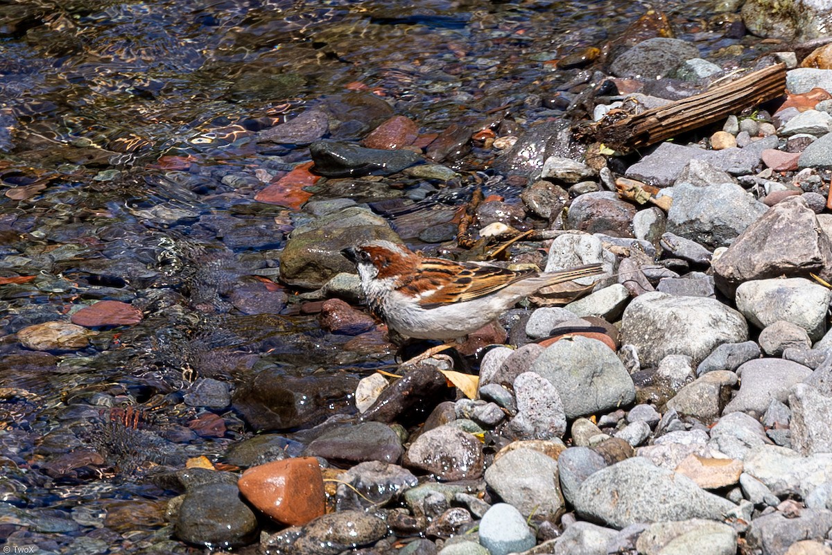 House Sparrow - ML639199971