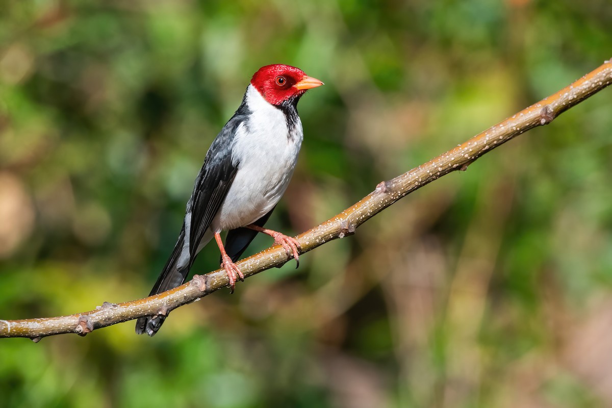 Yellow-billed Cardinal - ML639200072