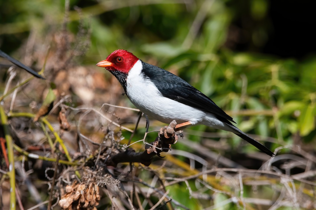 Yellow-billed Cardinal - ML639200073