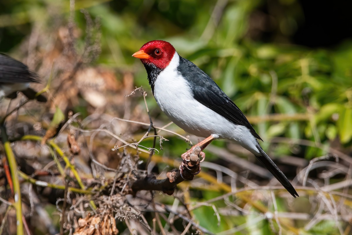 Yellow-billed Cardinal - ML639200074