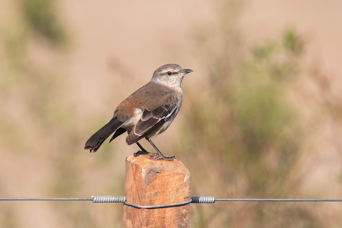 White-banded Mockingbird - ML639200091