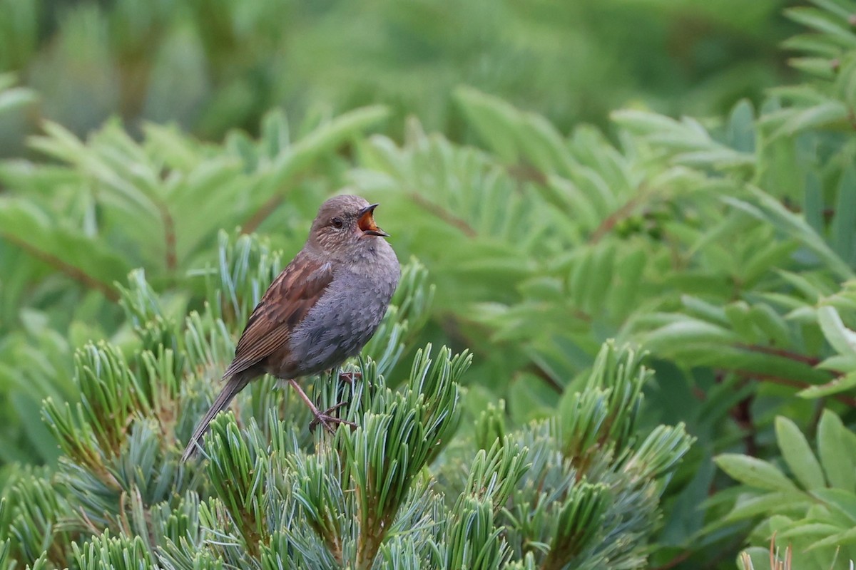 Japanese Accentor - ML639200131