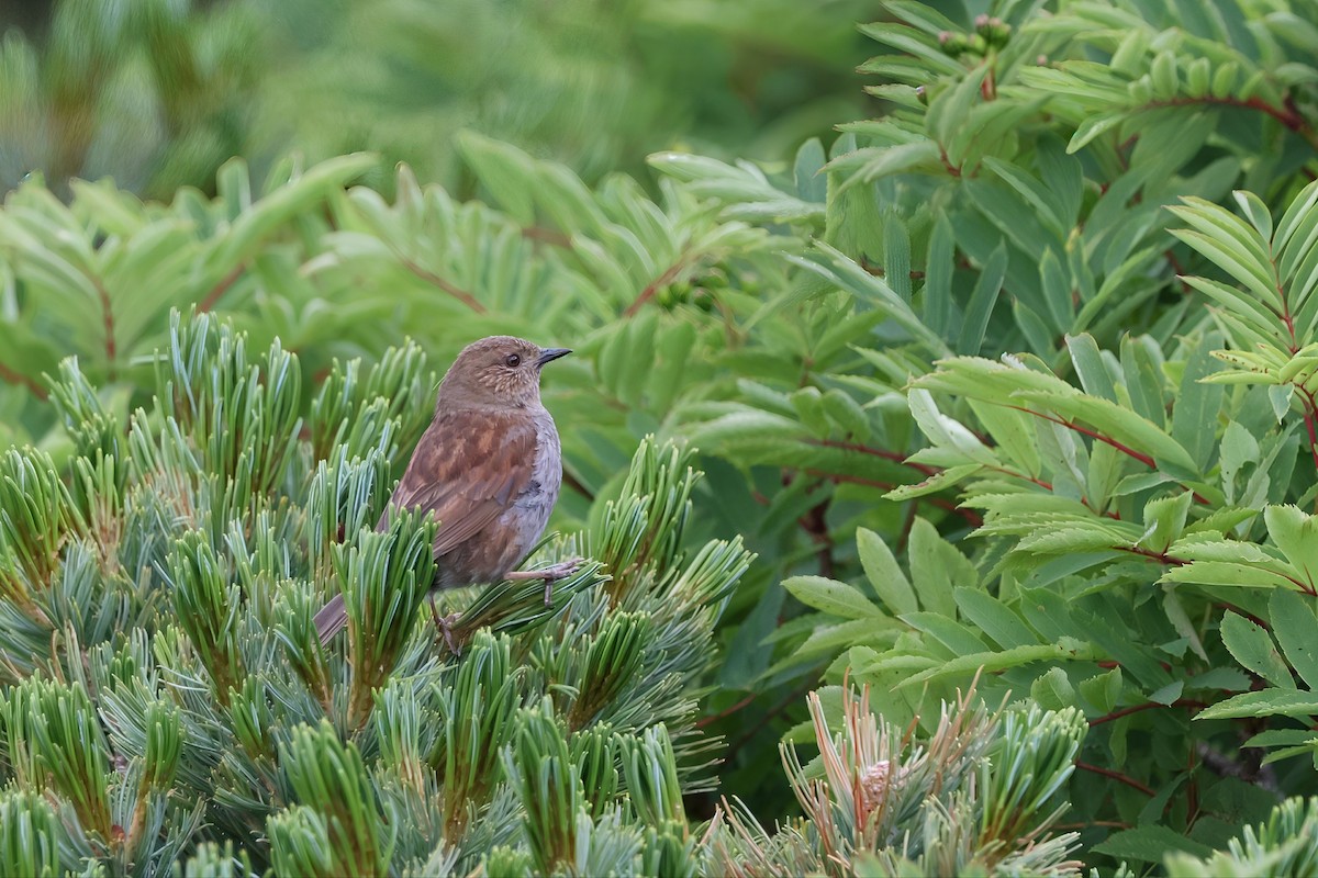 Japanese Accentor - ML639200134