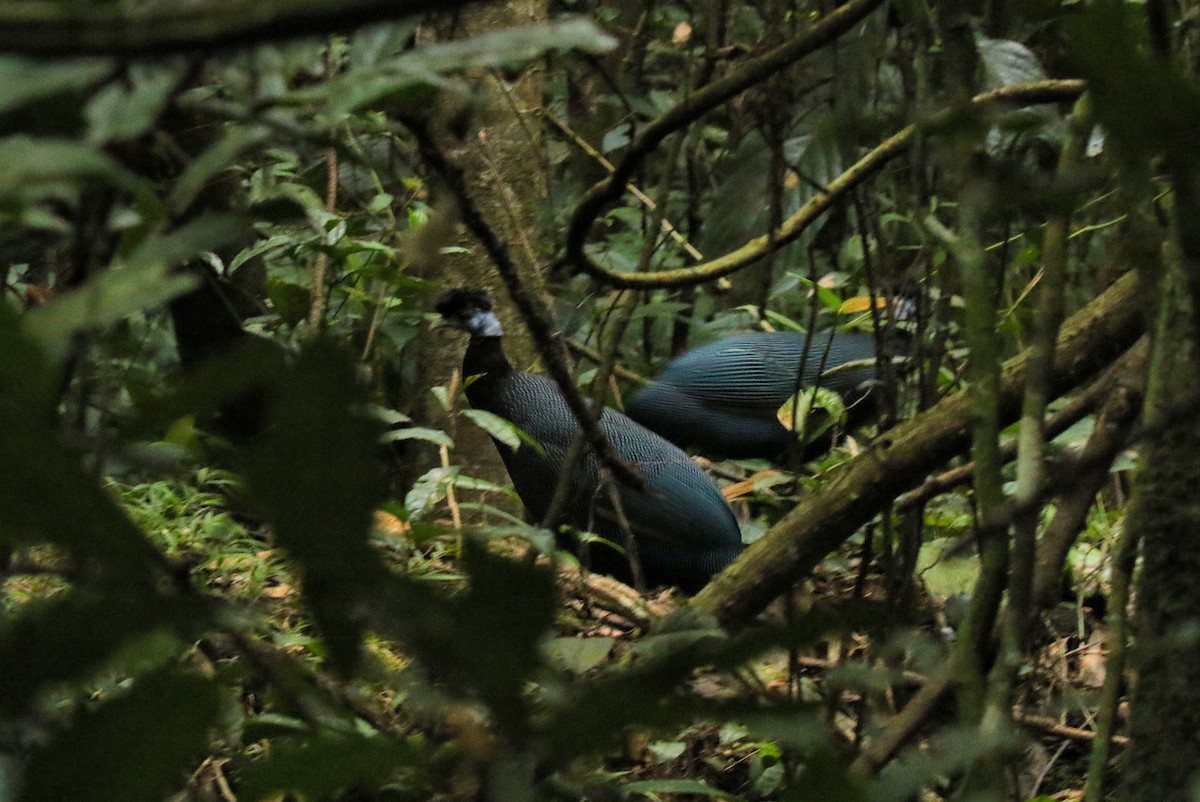 Western Crested Guineafowl - ML639200135