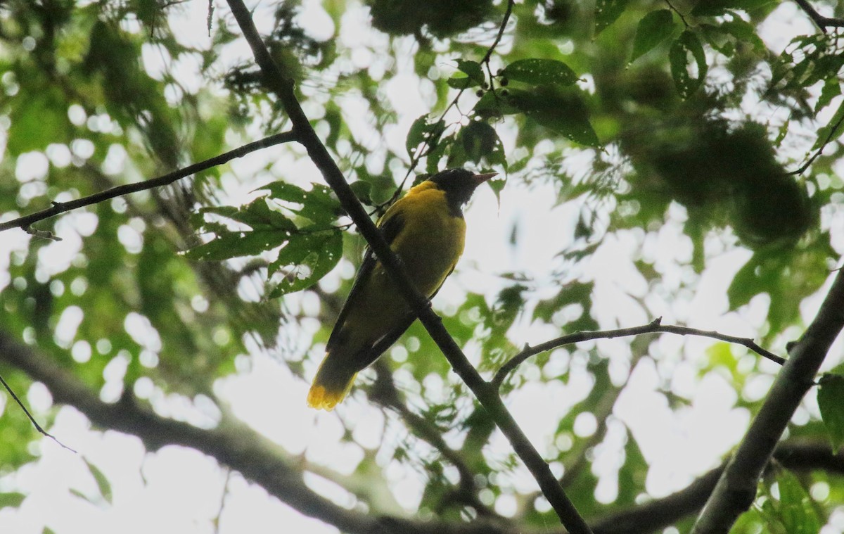 Western Black-headed Oriole - ML639200147