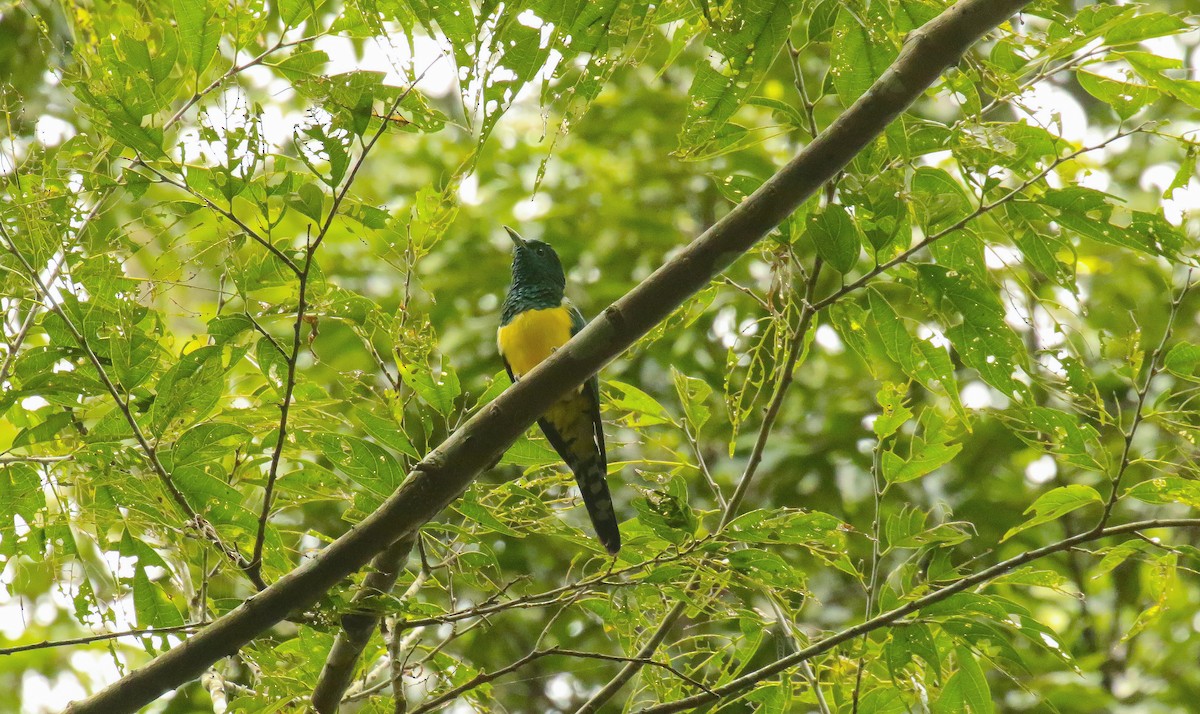 African Emerald Cuckoo (African) - ML639200160