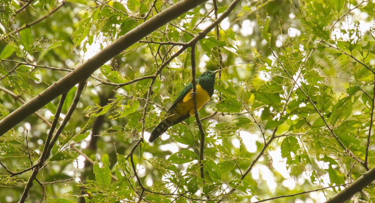 African Emerald Cuckoo (African) - ML639200182