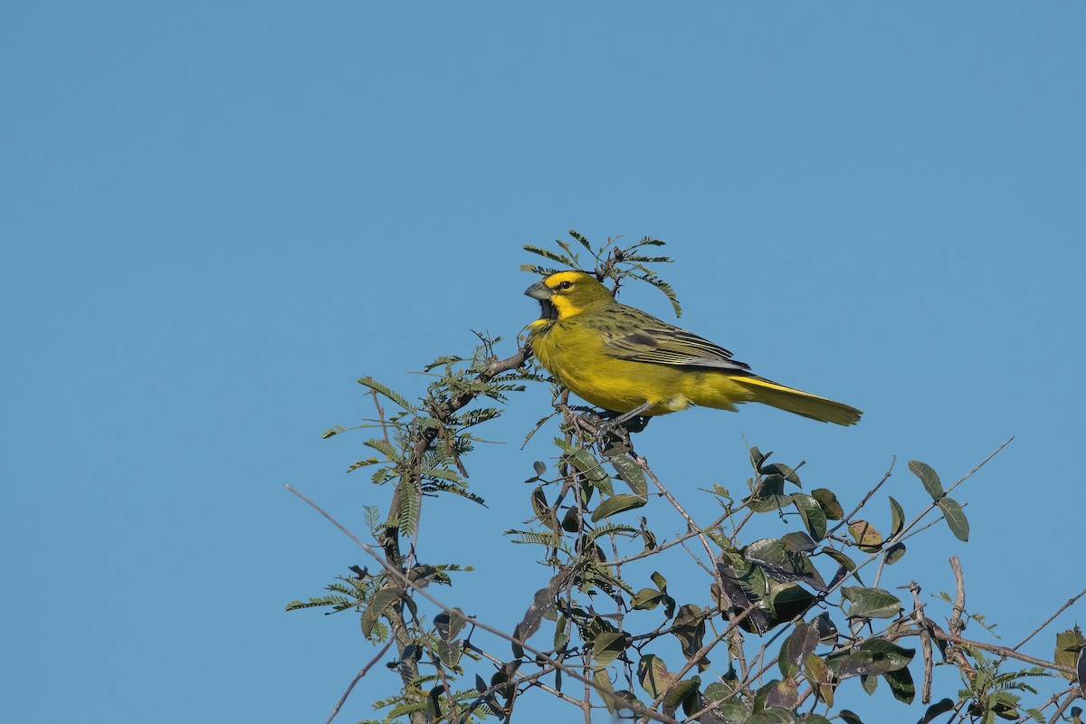 Yellow Cardinal - ML639200183