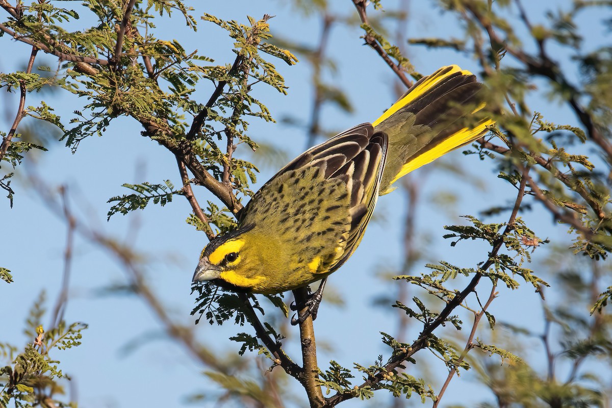 Yellow Cardinal - ML639200184