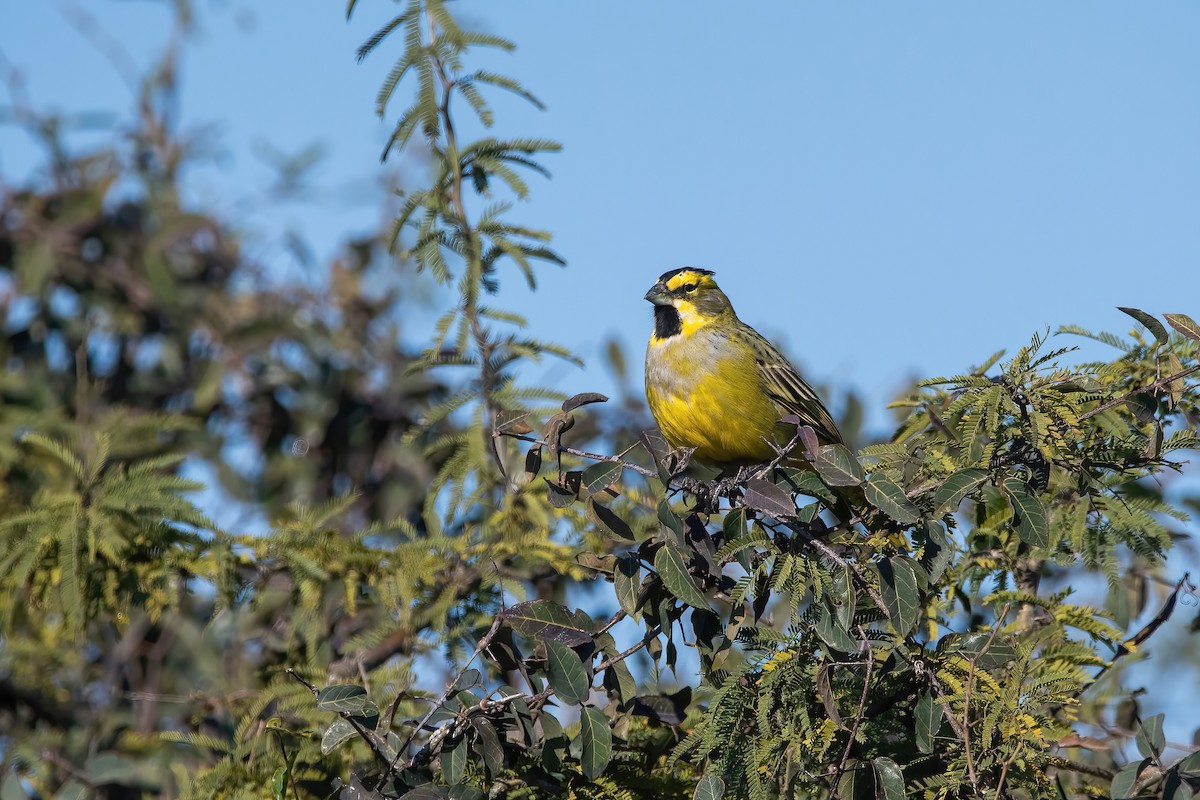 Yellow Cardinal - ML639200185