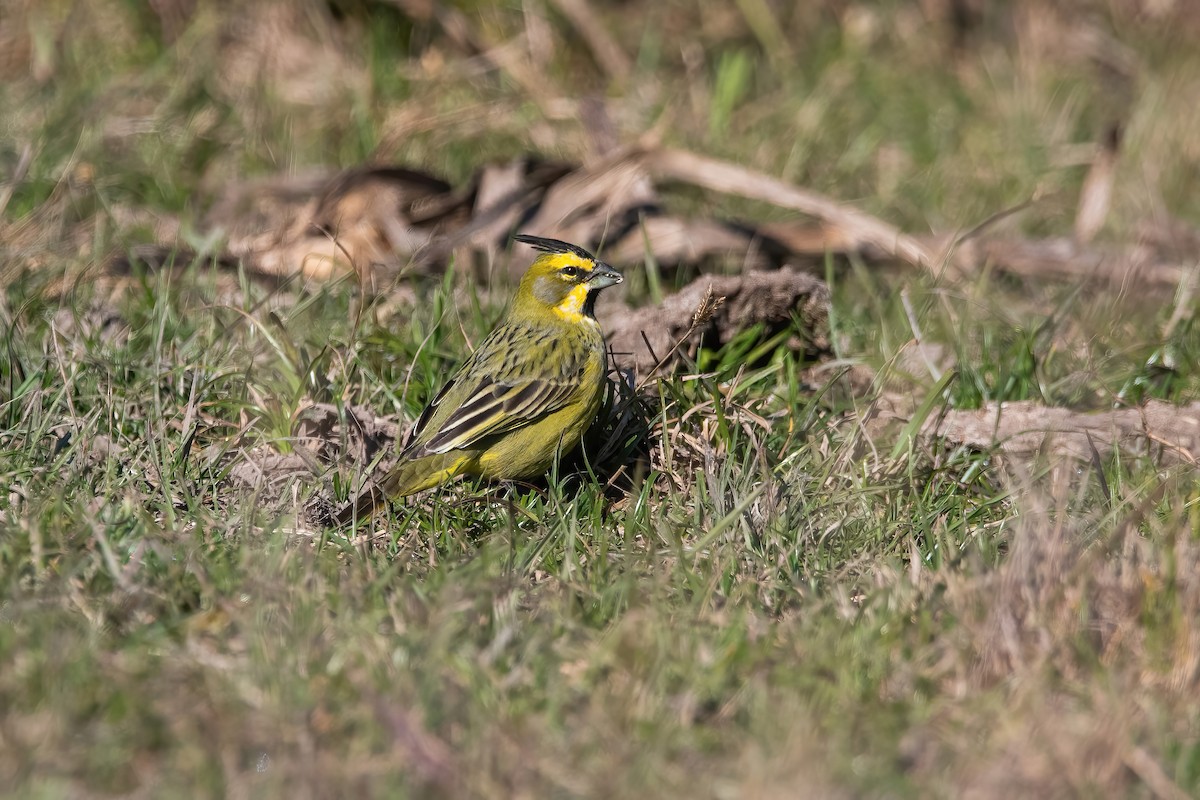 Yellow Cardinal - ML639200186