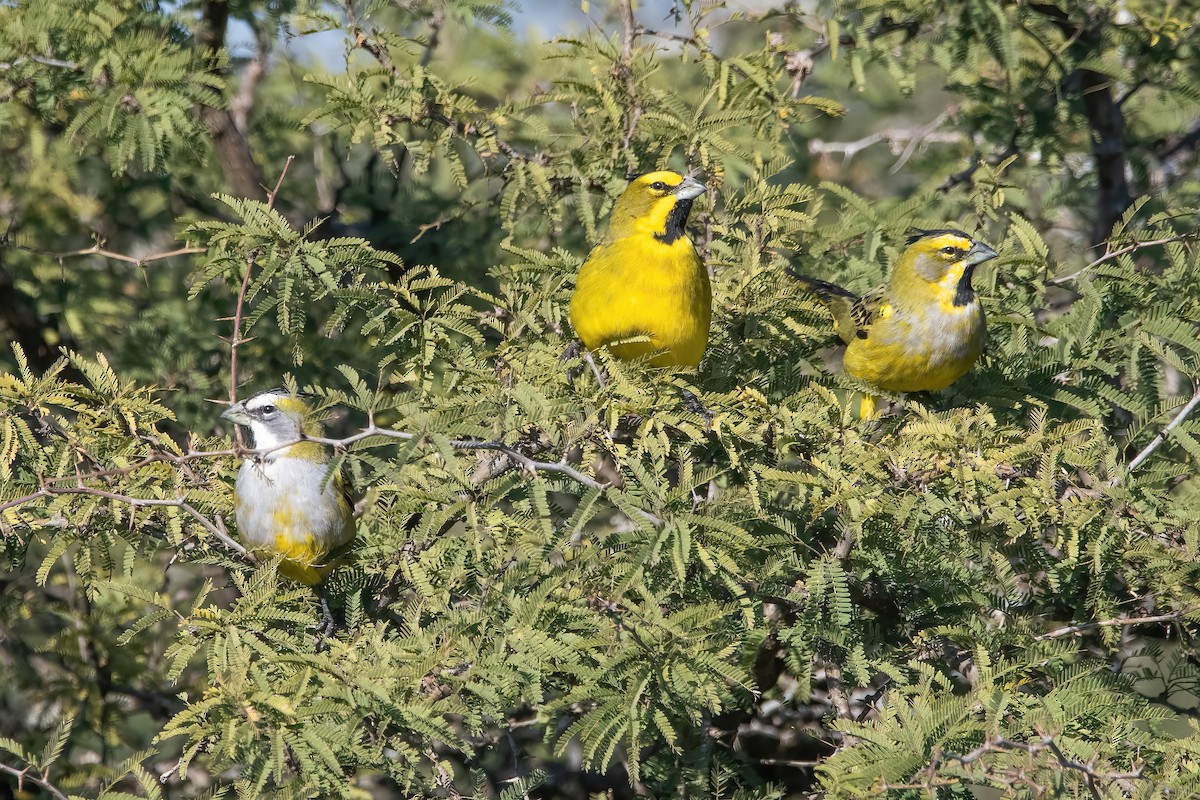 Yellow Cardinal - ML639200187