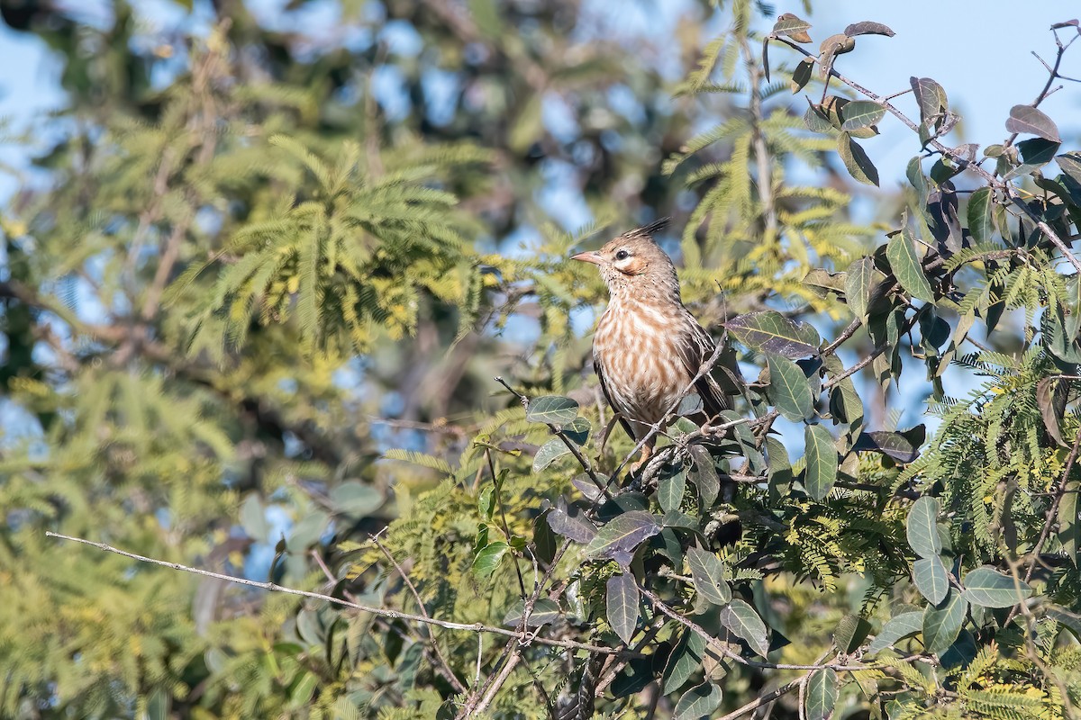 Lark-like Brushrunner - ML639200192