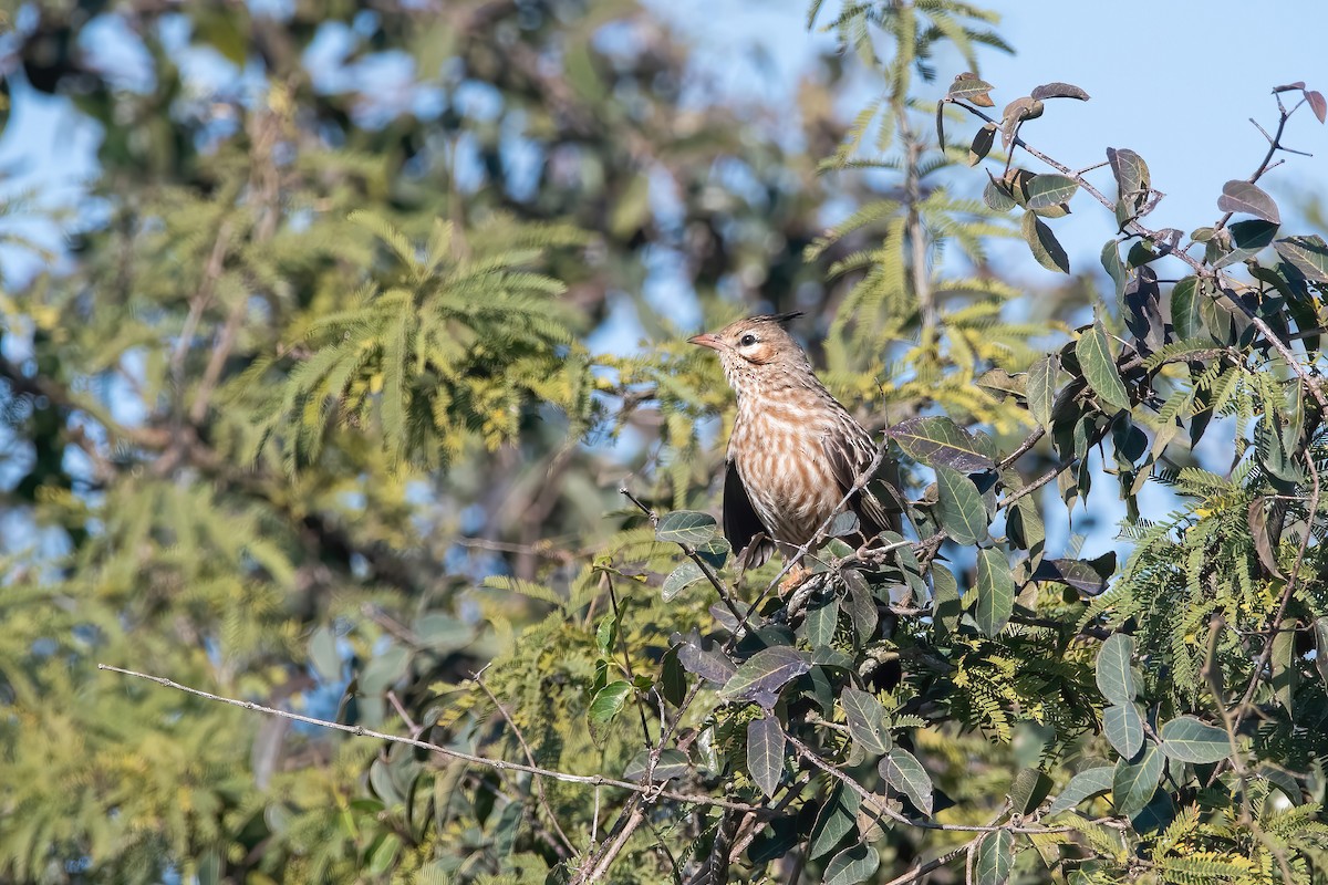 Lark-like Brushrunner - ML639200193